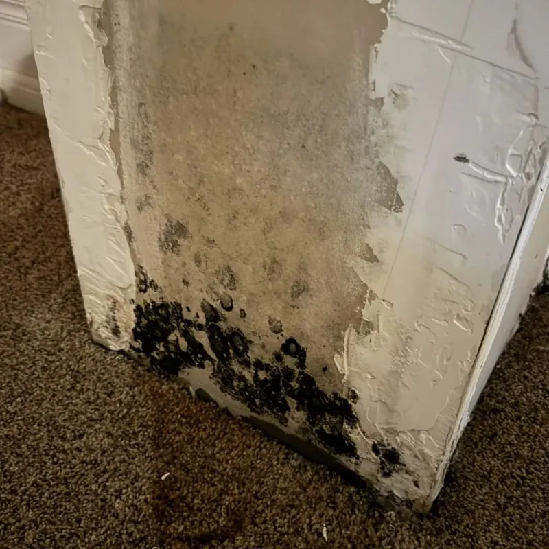 Professional Mold Removal in Ridgemark, CA